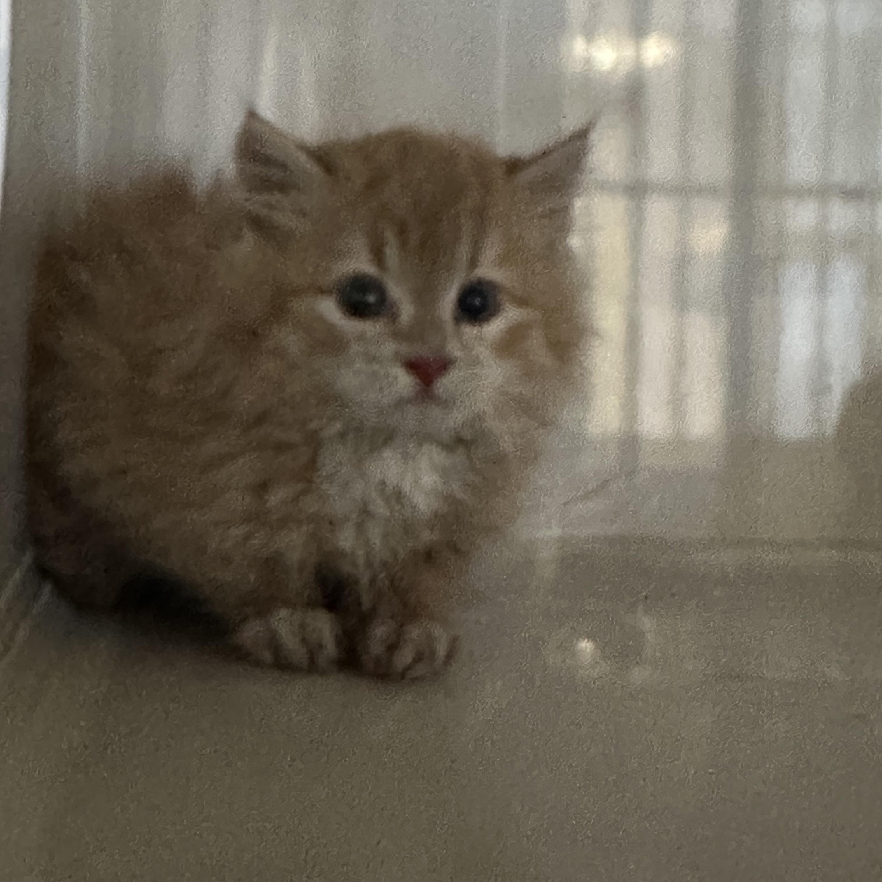 Enlarge Chili, an adopted Domestic Long Hair in Hay River, NT image 2/3