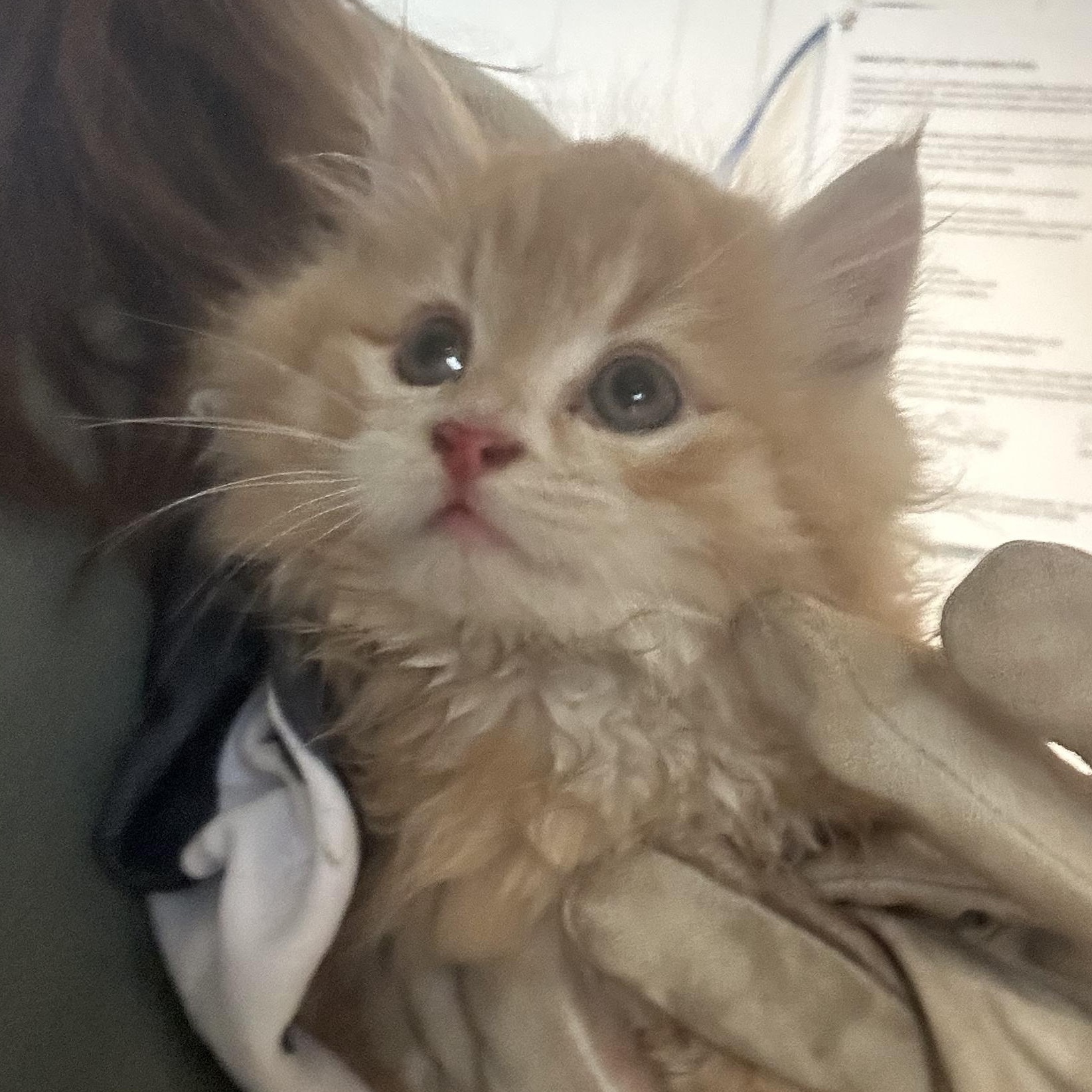 Enlarge Chili, an adopted Domestic Long Hair in Hay River, NT image 3/3