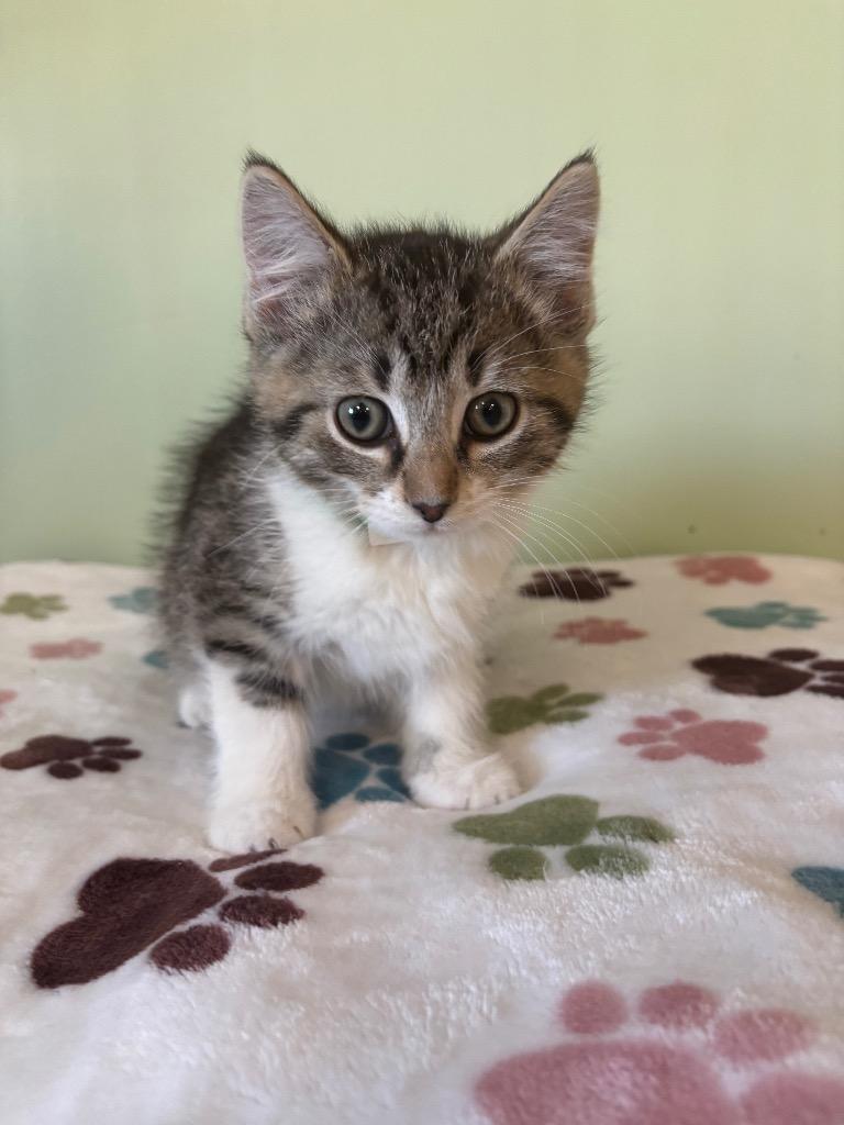 Dumpling, a Adoptable mixed breed in Wabash, IN image 1/2