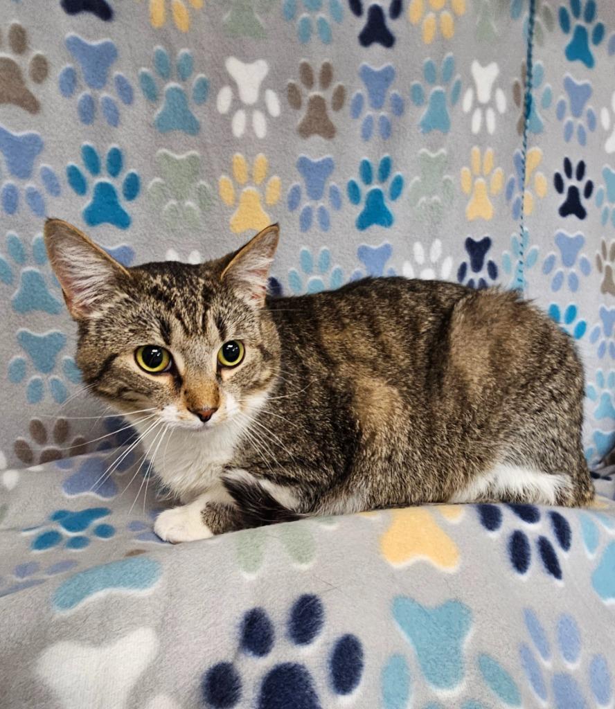 Dumpling, a Adoptable mixed breed in Wabash, IN image 2/2