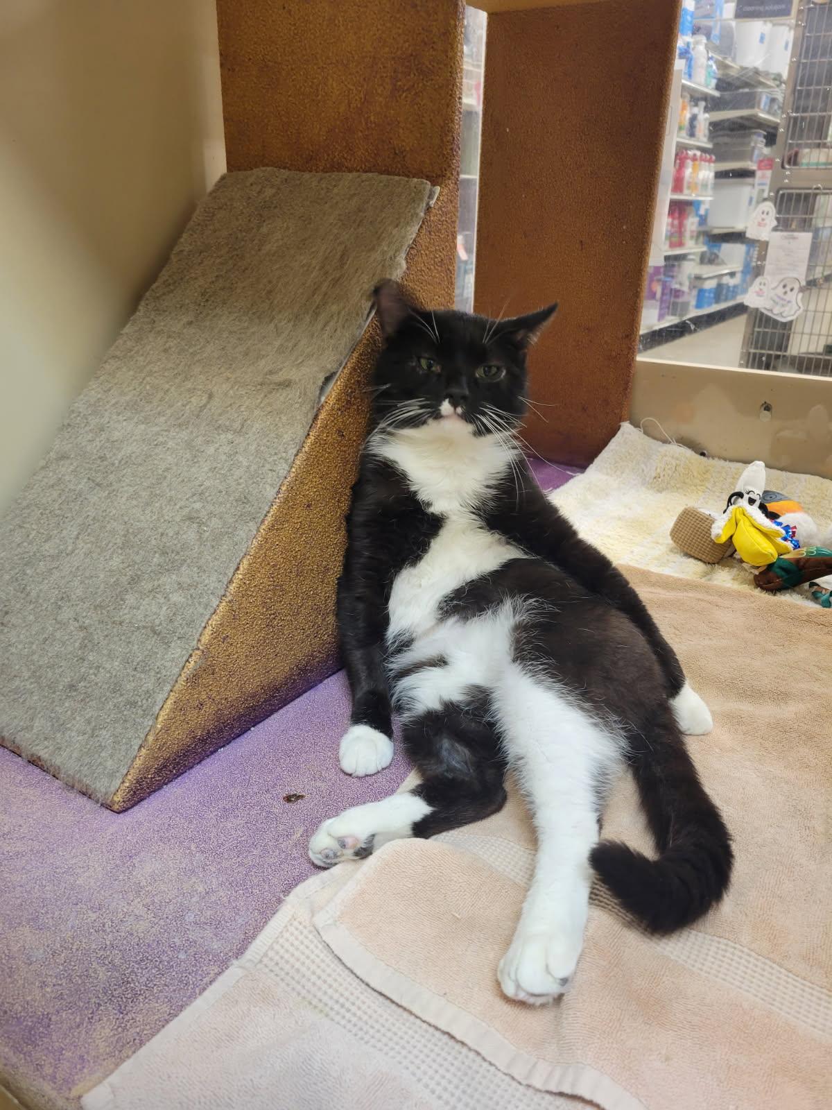 Cookies, ADOPTABLE, Adult Male Domestic Short Hair.