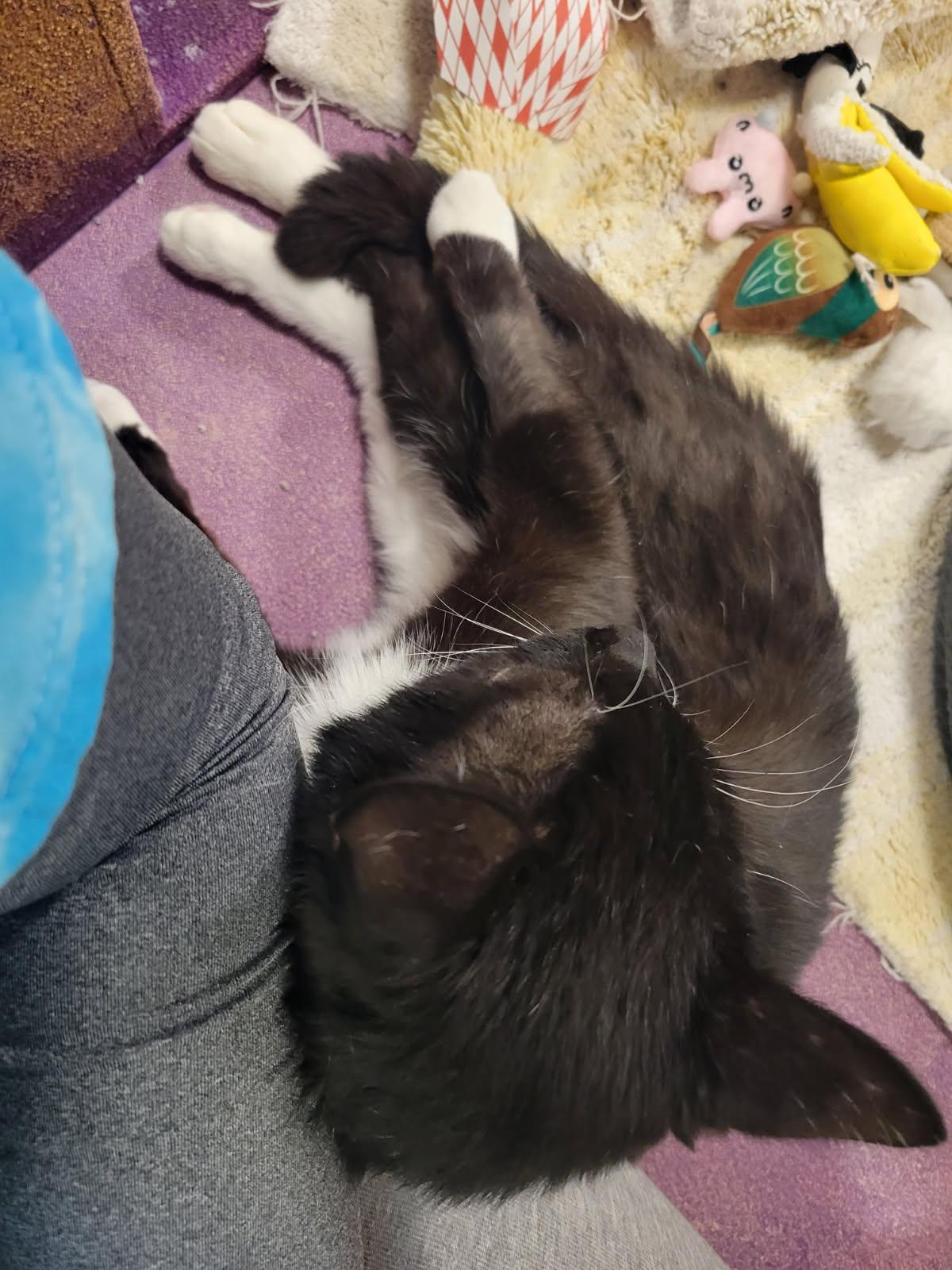 Cookies, a ADOPTABLE Domestic Short Hair in Highland, IN image 4/4