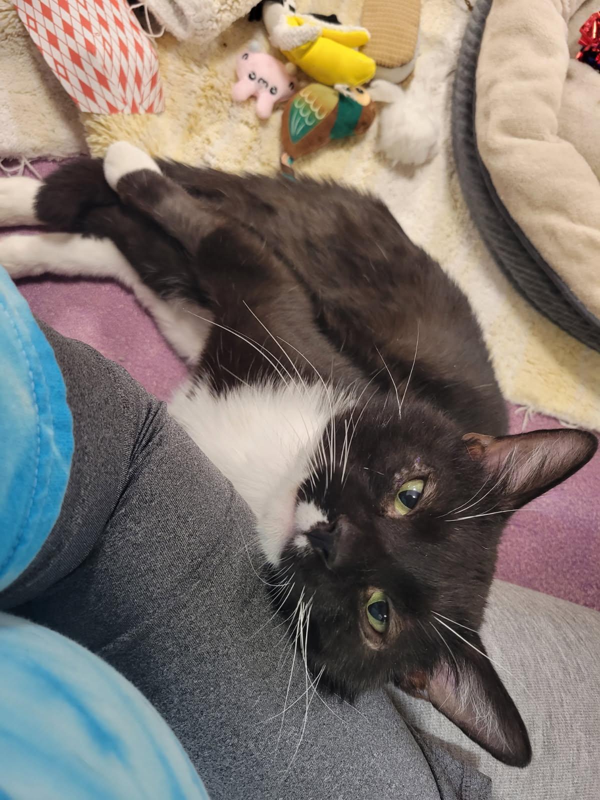Cookies, a ADOPTABLE Domestic Short Hair in Highland, IN image 2/4