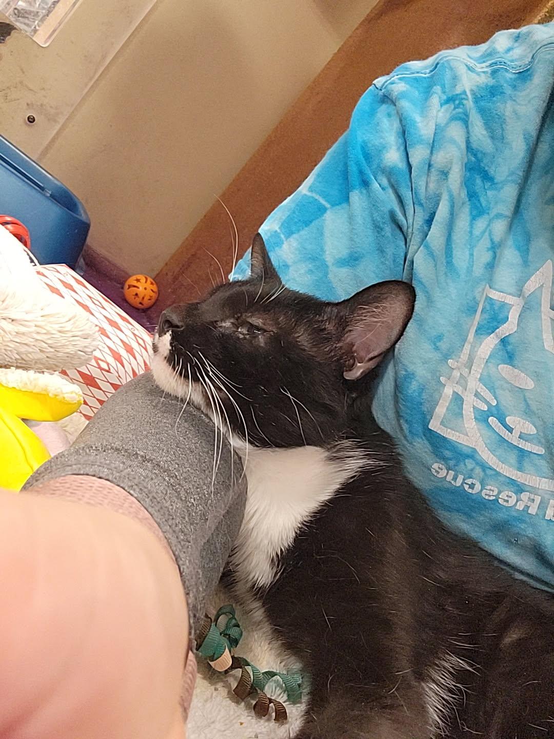 Cookies, a ADOPTABLE Domestic Short Hair in Highland, IN image 3/4