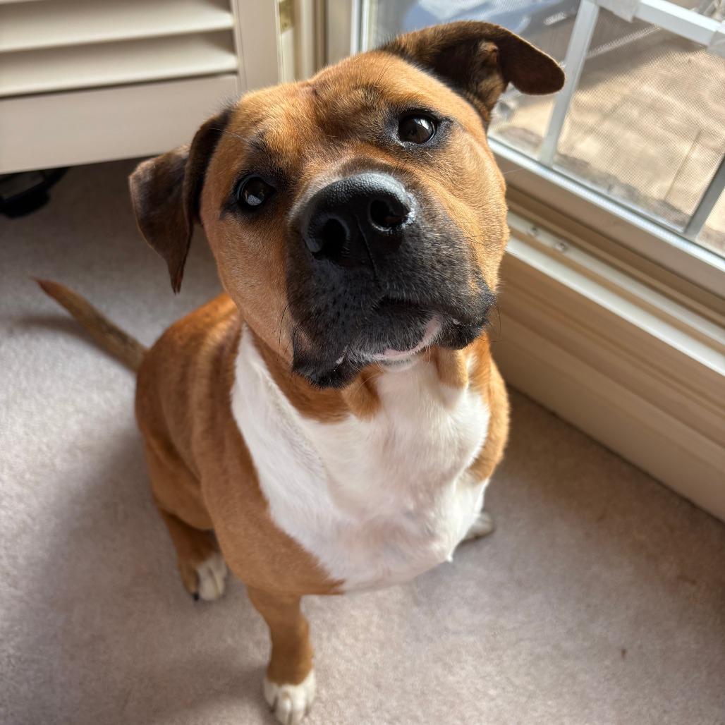Enlarge Nico, a Adoptable Mixed Breed in Alabaster, AL image 5/6