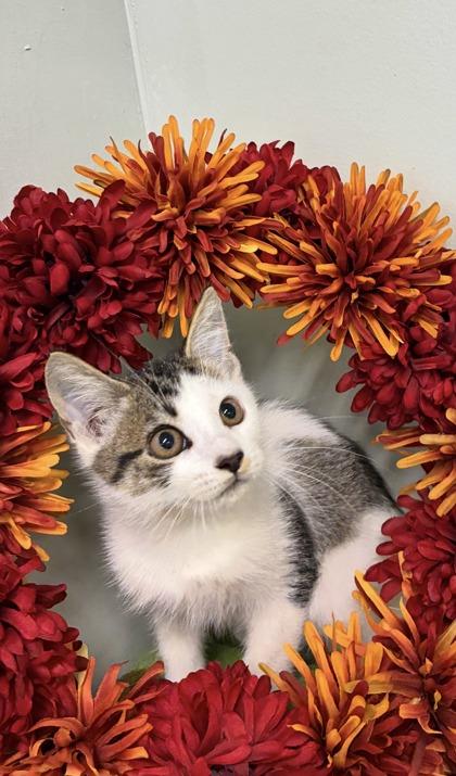 Enlarge Gremlin, a Adoptable mixed breed in Picayune, MS image 1/3