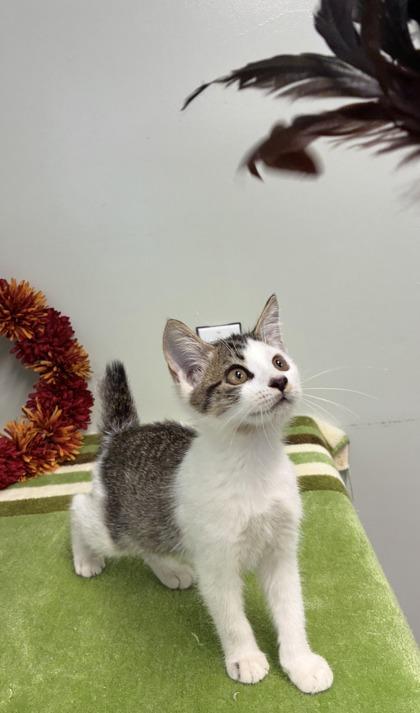 Enlarge Gremlin, a Adoptable mixed breed in Picayune, MS image 2/3