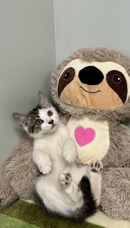 Enlarge Gremlin, a Adoptable mixed breed in Picayune, MS image 3/3