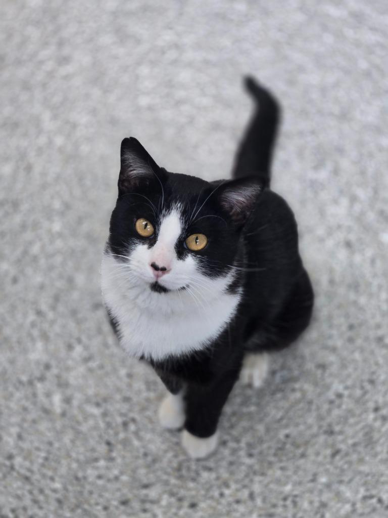 McFly, Adoptable, Adult Male Domestic Short Hair.