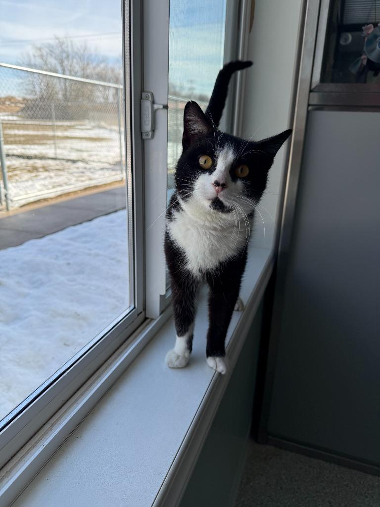 McFly, a Adoptable mixed breed in Viroqua, WI image 2/3