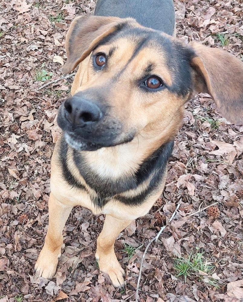 Hux, Adoptable, Adult Male Shepherd.