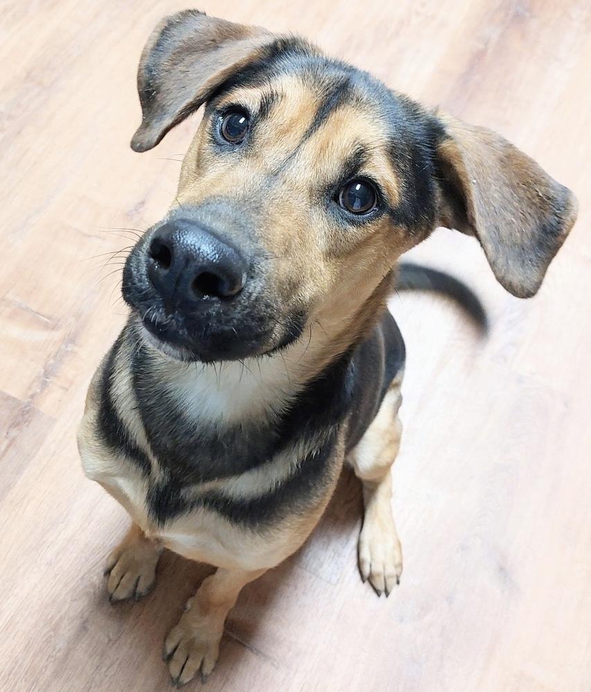 Hux, a Adoptable mixed breed in Boston, MA image 2/6