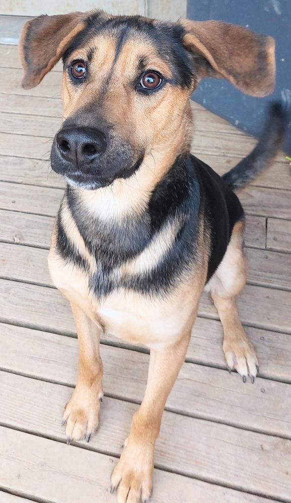 Hux, a Adoptable mixed breed in Boston, MA image 3/6