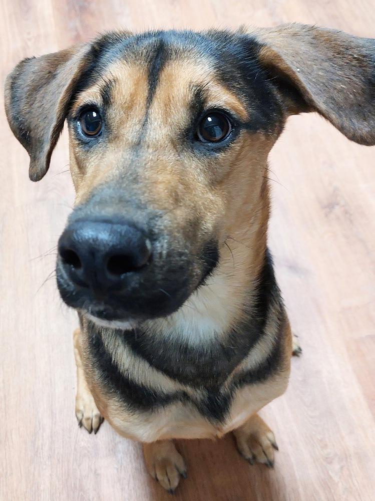 Hux, a Adoptable mixed breed in Boston, MA image 4/6