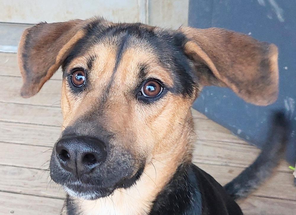 Hux, a Adoptable mixed breed in Boston, MA image 5/6