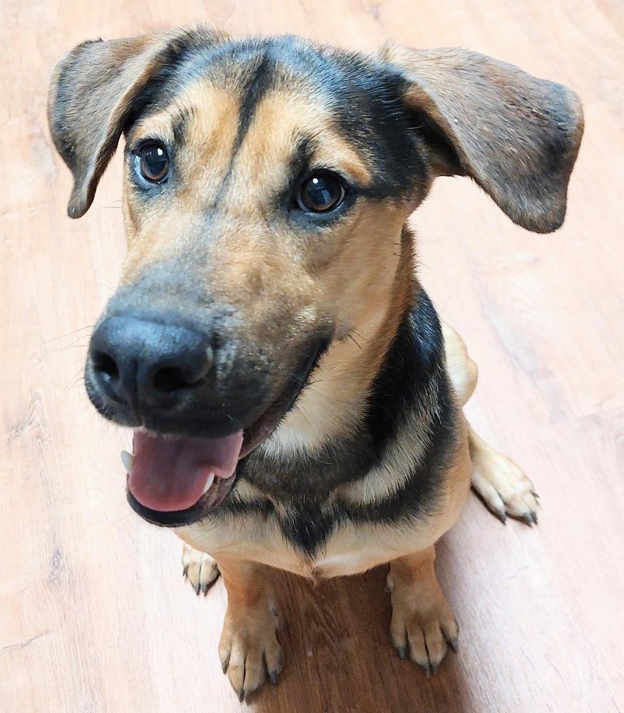 Hux, a Adoptable mixed breed in Boston, MA image 6/6