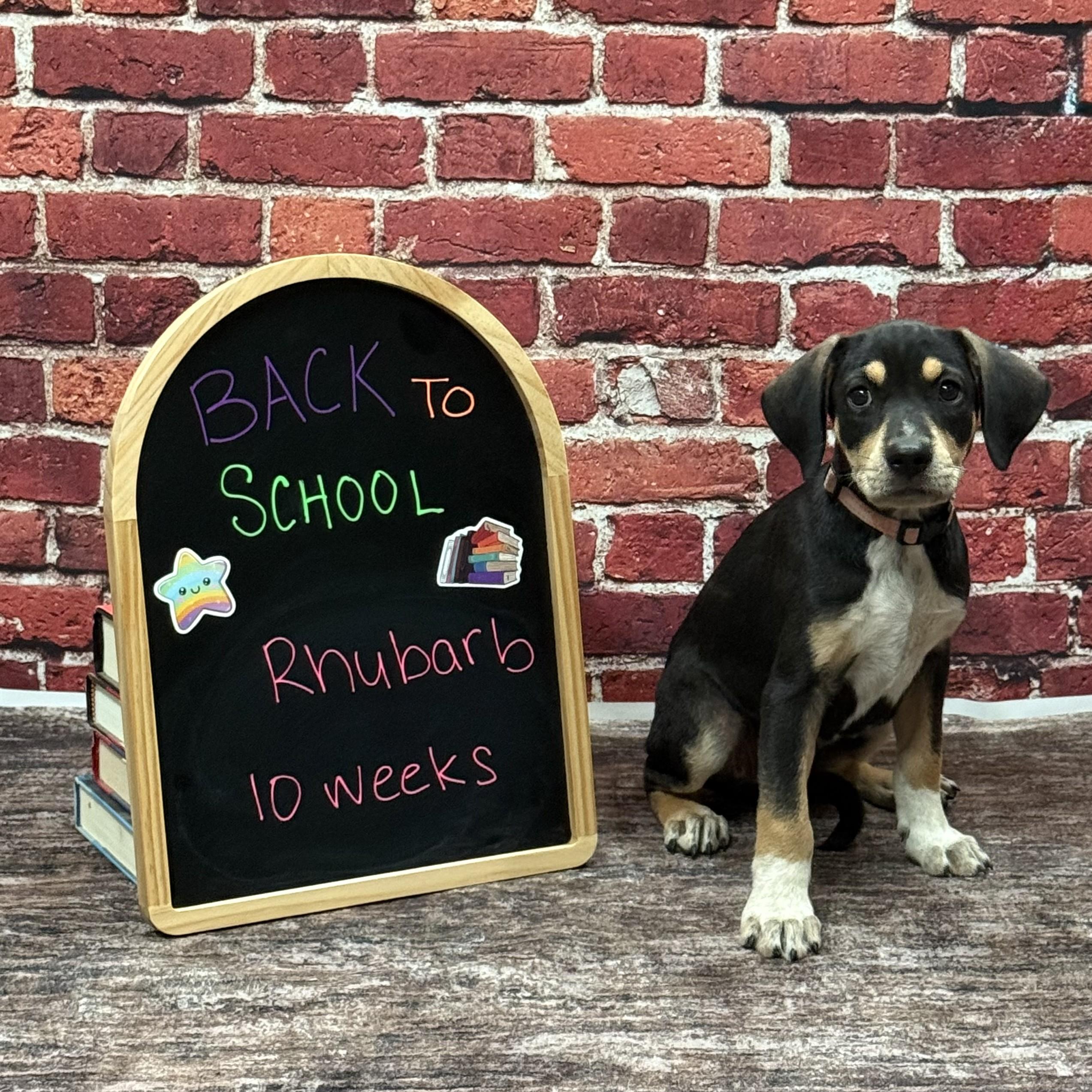 Enlarge Rhubarb, a Adoptable mixed breed in Albany, NY image 6/6