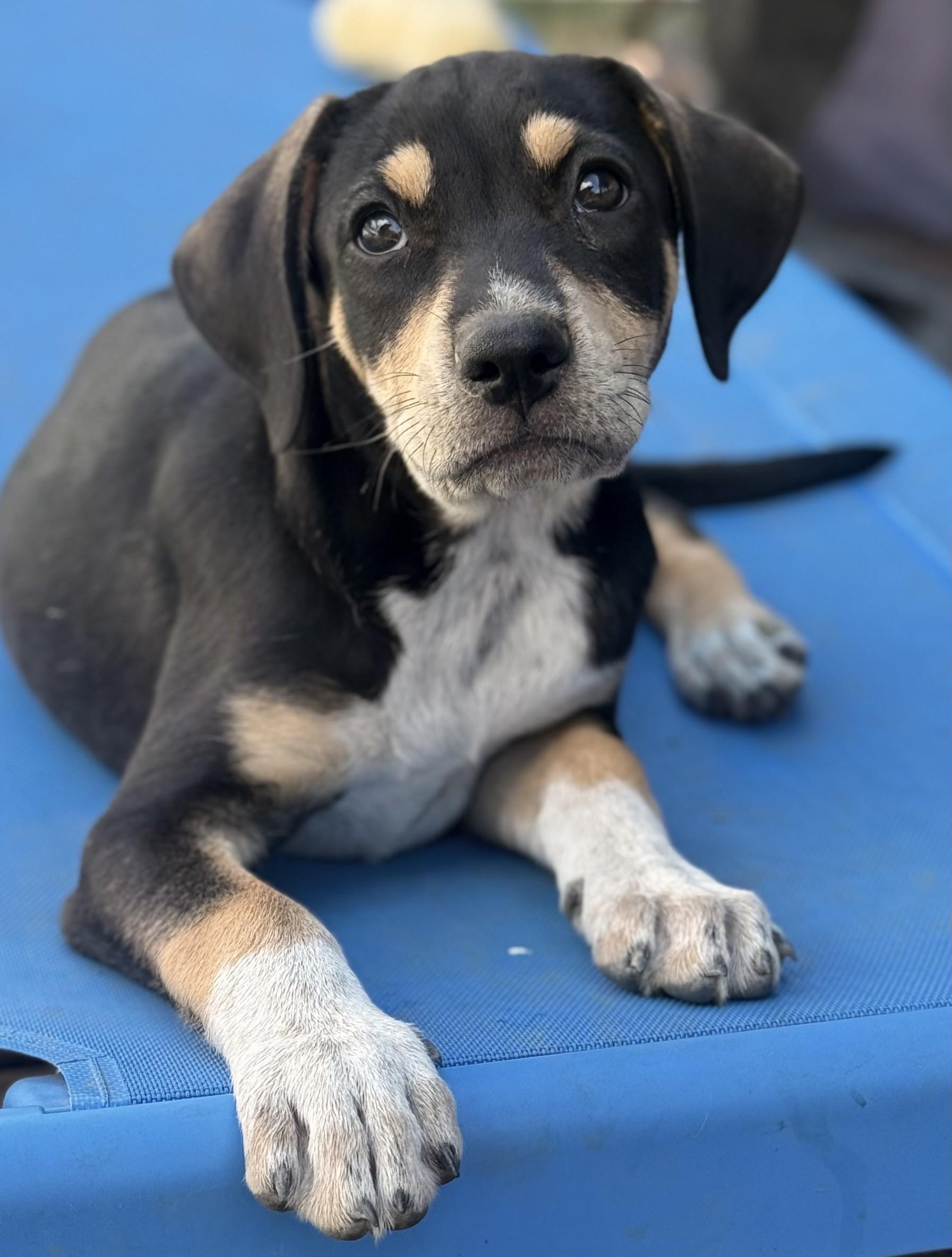 Enlarge Rhubarb, a Adoptable mixed breed in Albany, NY image 2/6