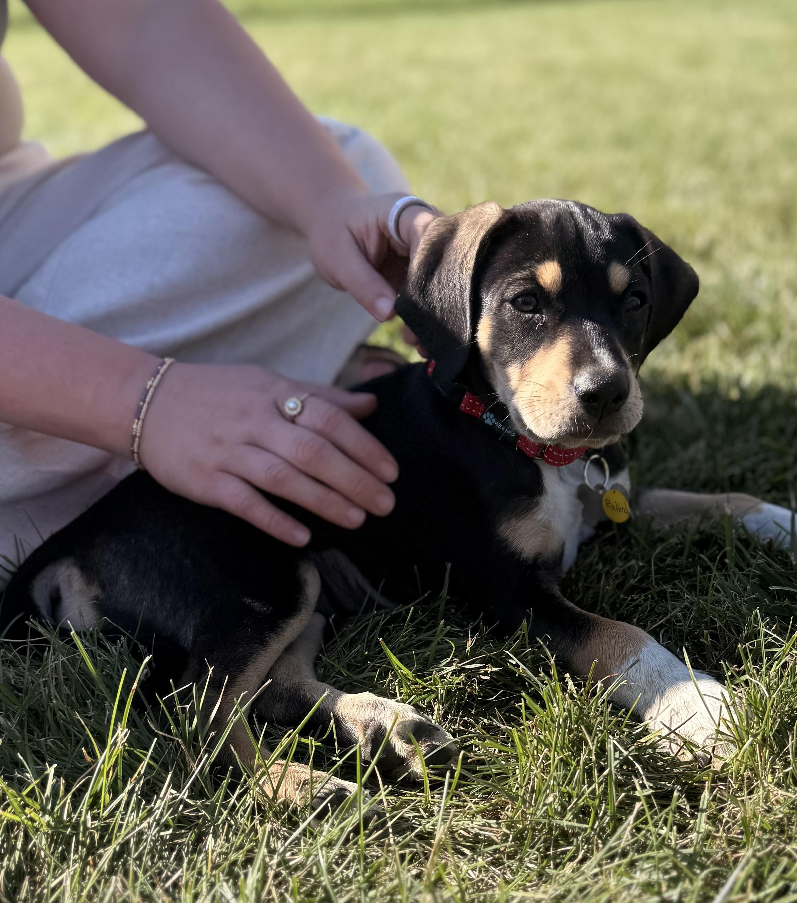 Enlarge Rhubarb, a Adoptable mixed breed in Albany, NY image 4/6