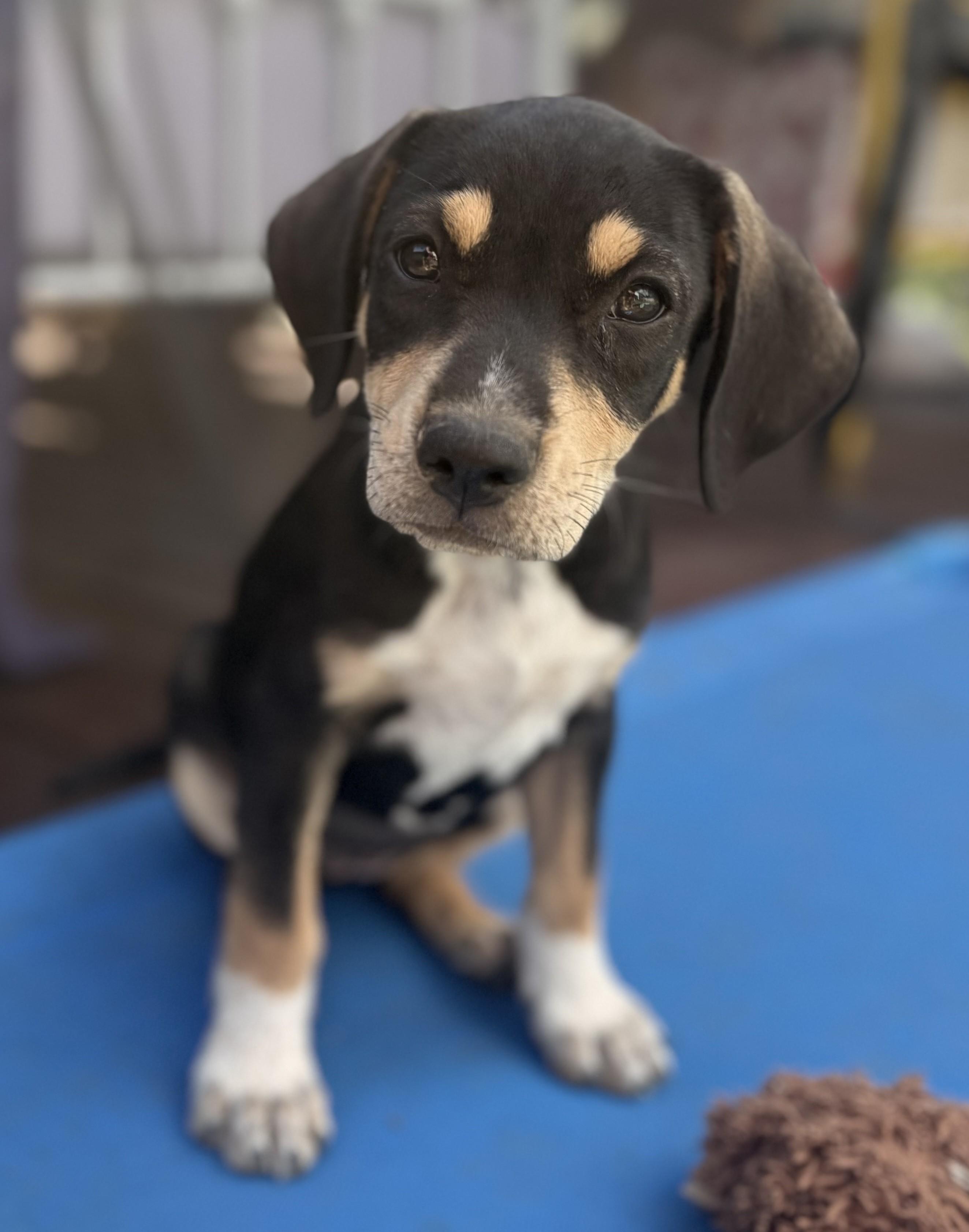 Enlarge Rhubarb, a Adoptable mixed breed in Albany, NY image 5/6