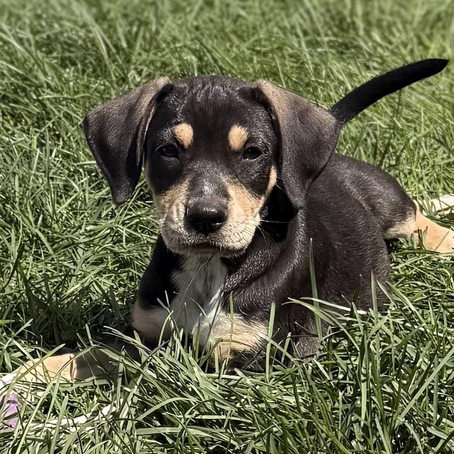 Enlarge Rhubarb, a Adoptable mixed breed in Albany, NY image 3/6