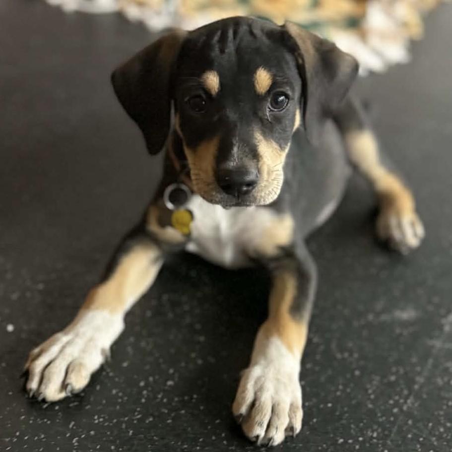 Enlarge Rhubarb, a Adoptable mixed breed in Albany, NY image 1/6