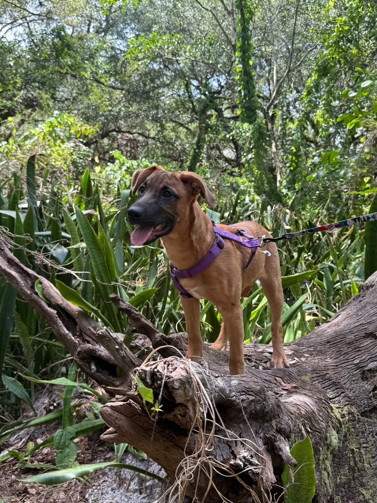 Houdini, a ADOPTABLE Chocolate Labrador Retriever in Miami, FL image 6/6