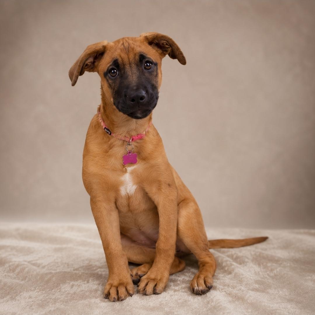 Houdini, a ADOPTABLE Chocolate Labrador Retriever in Miami, FL image 1/6