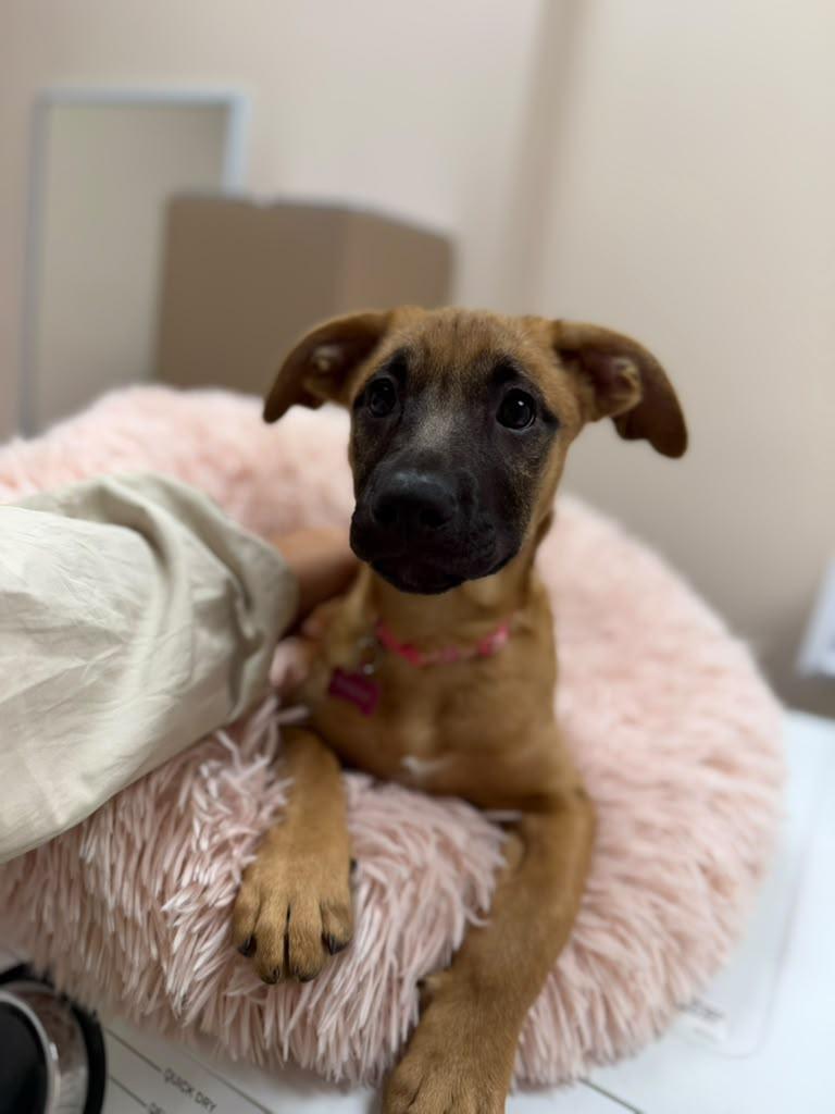 Houdini, a ADOPTABLE Chocolate Labrador Retriever in Miami, FL image 3/6