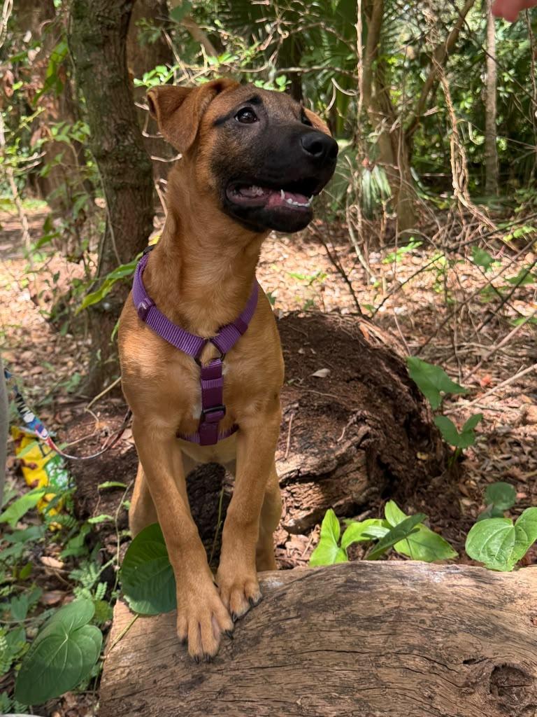 Houdini, a ADOPTABLE Chocolate Labrador Retriever in Miami, FL image 5/6
