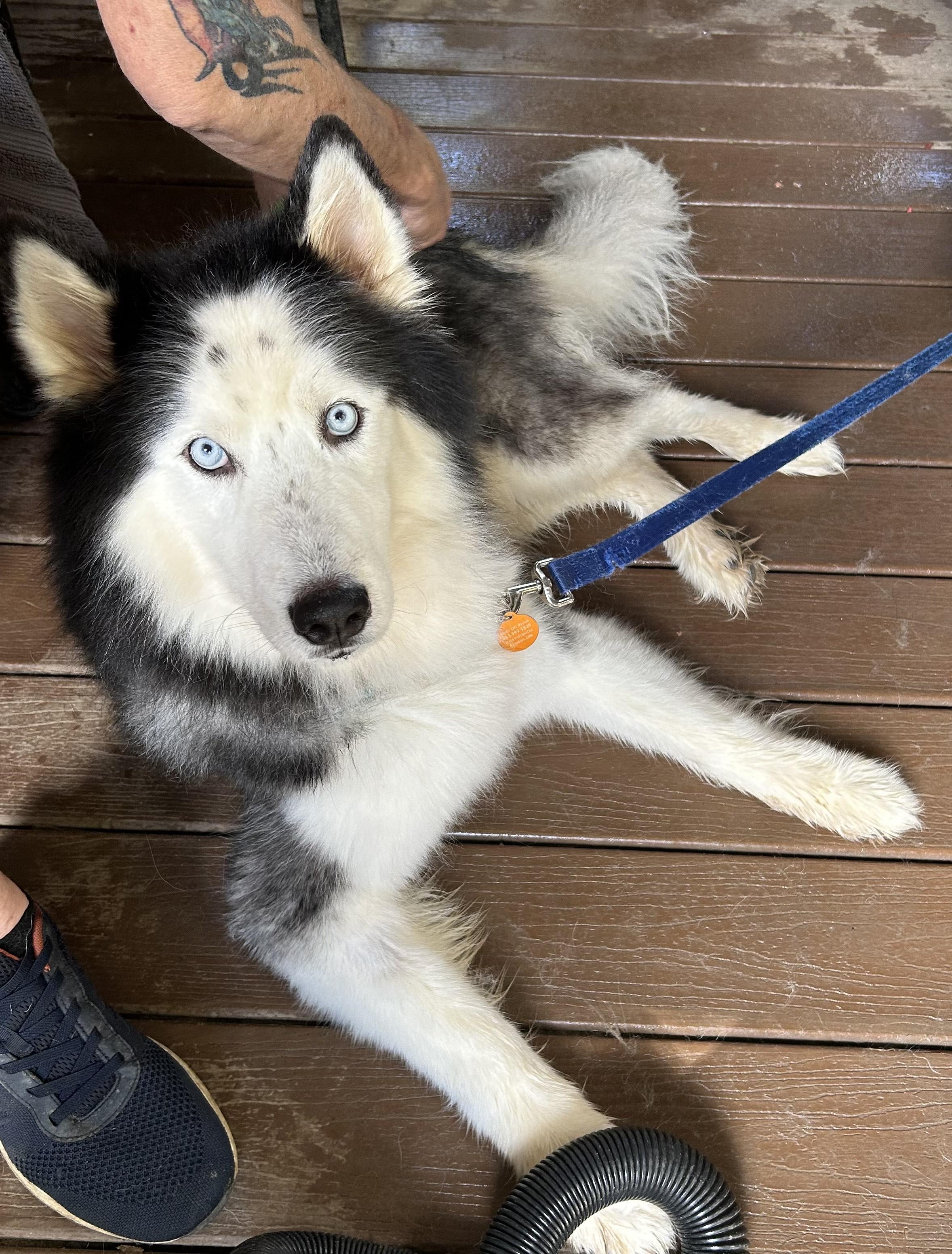 Enlarge Cosmo, a Adoptable Siberian Husky in Lakeland, FL image 1/3