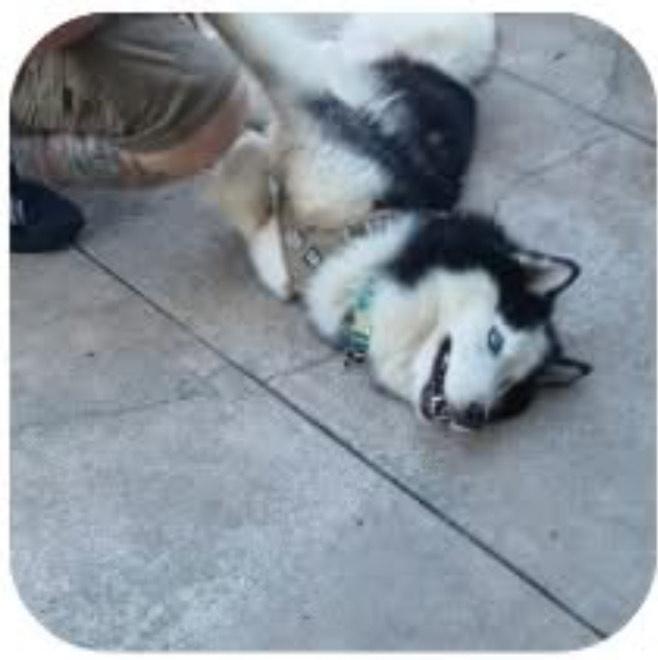 Enlarge Cosmo, a Adoptable Siberian Husky in Lakeland, FL image 2/3