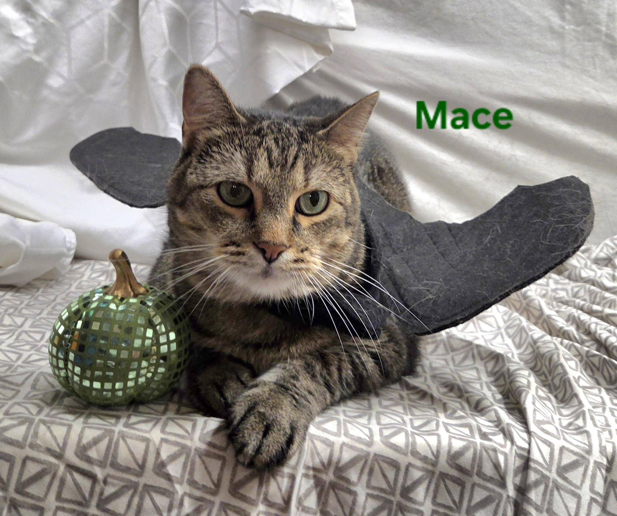 Enlarge Mace, a Adoptable Domestic Short Hair in Whitewater, WI image 5/6