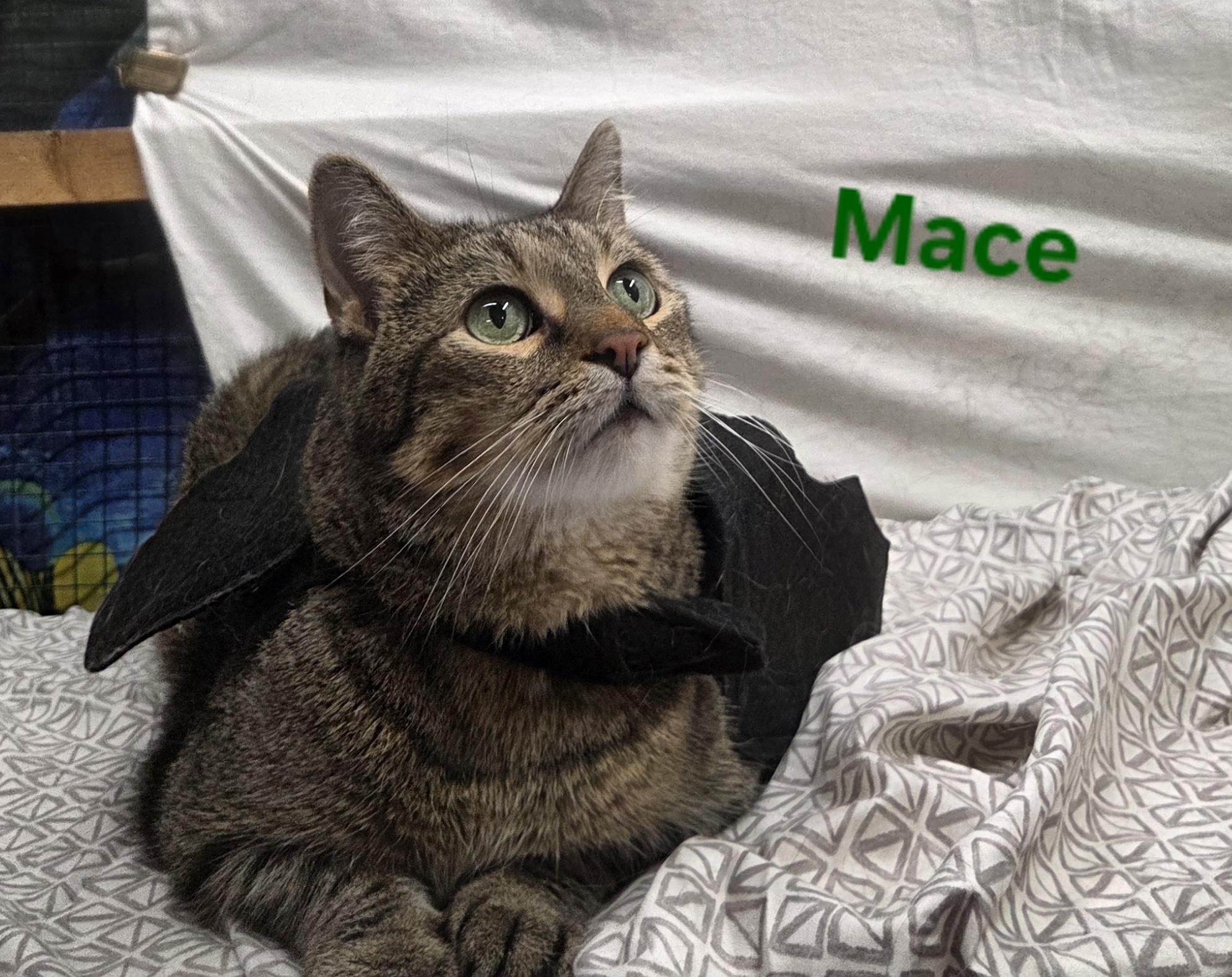 Enlarge Mace, a Adoptable Domestic Short Hair in Whitewater, WI image 2/6