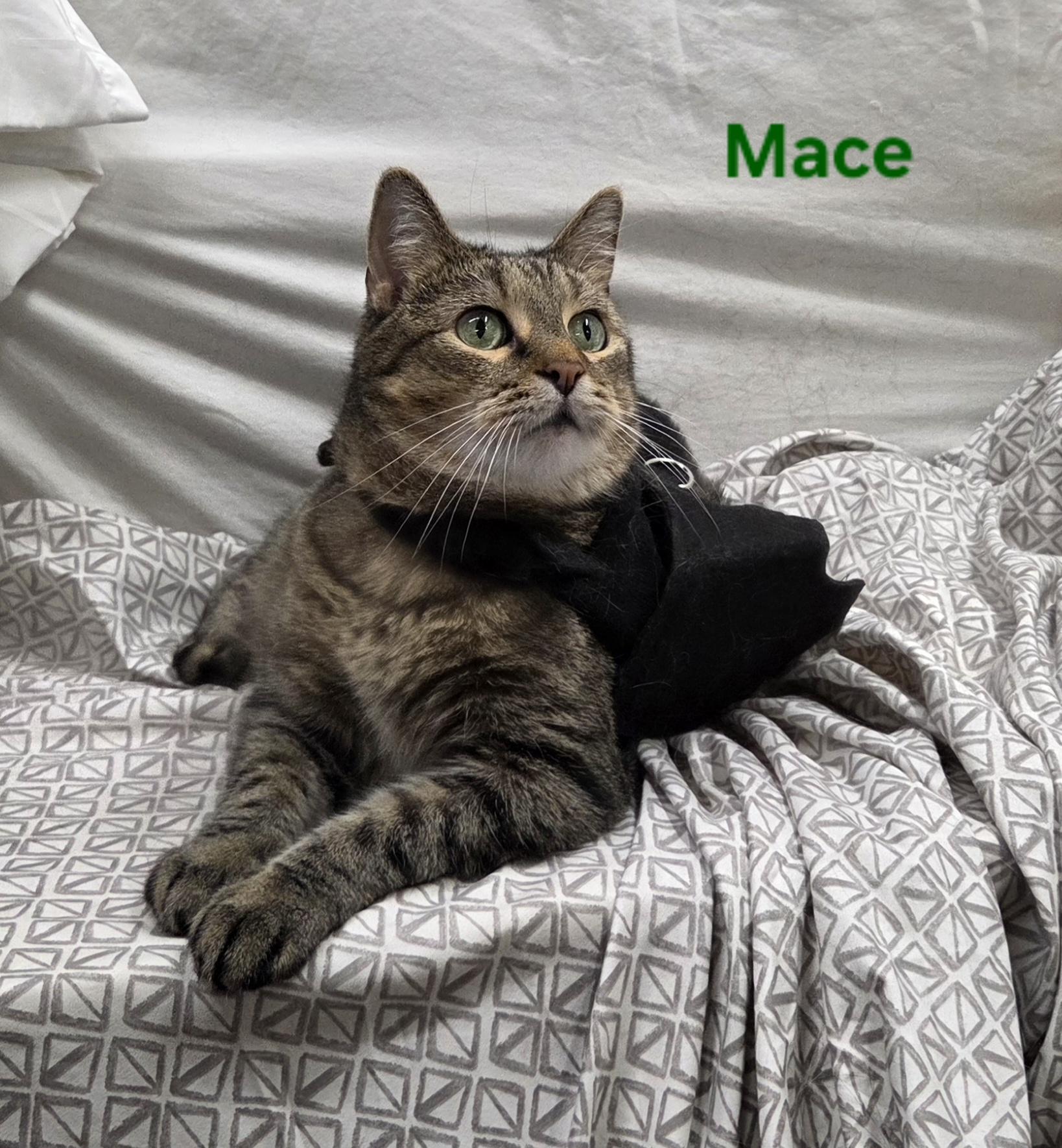 Enlarge Mace, a Adoptable Domestic Short Hair in Whitewater, WI image 4/6