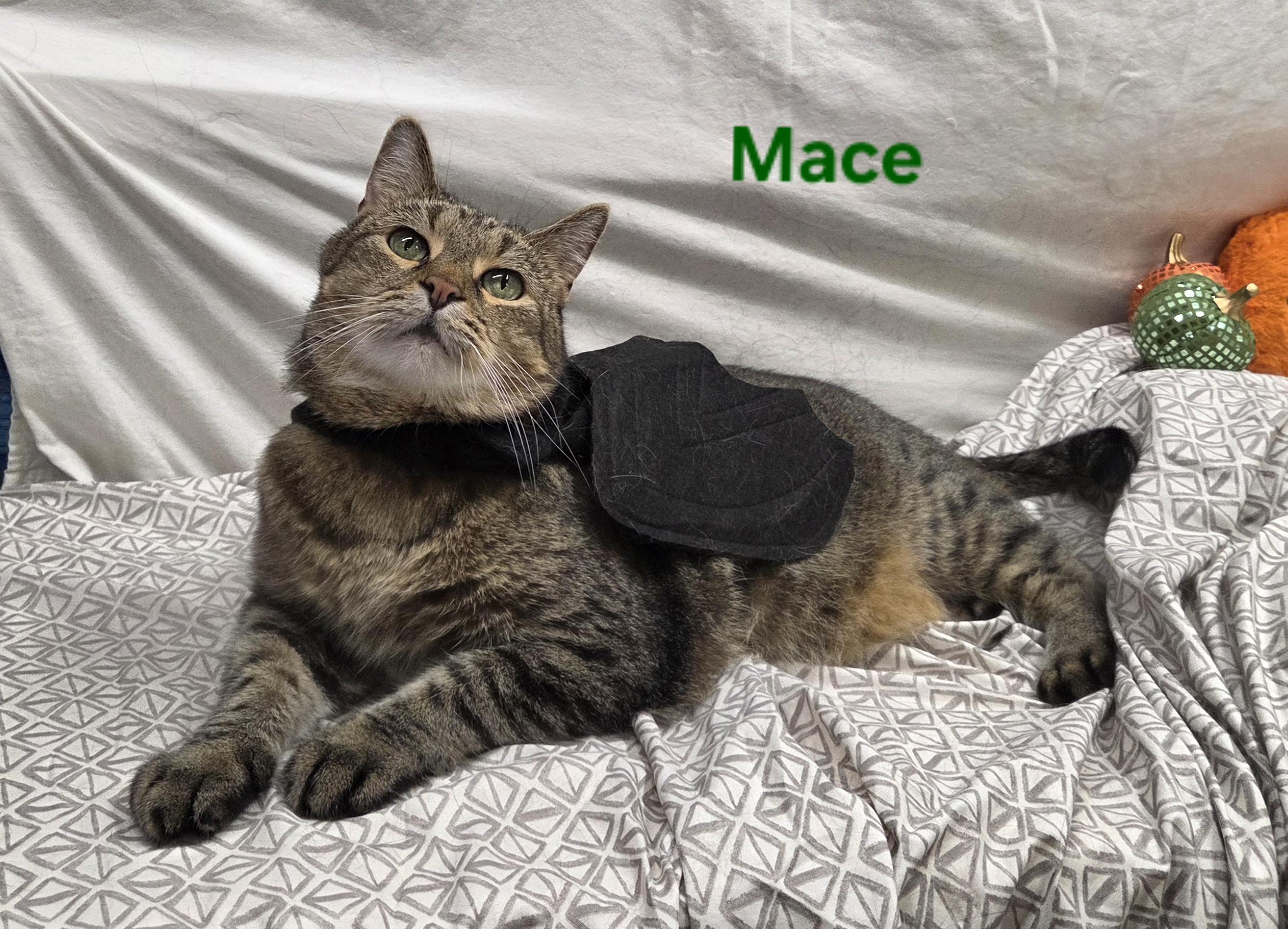 Enlarge Mace, a Adoptable Domestic Short Hair in Whitewater, WI image 3/6