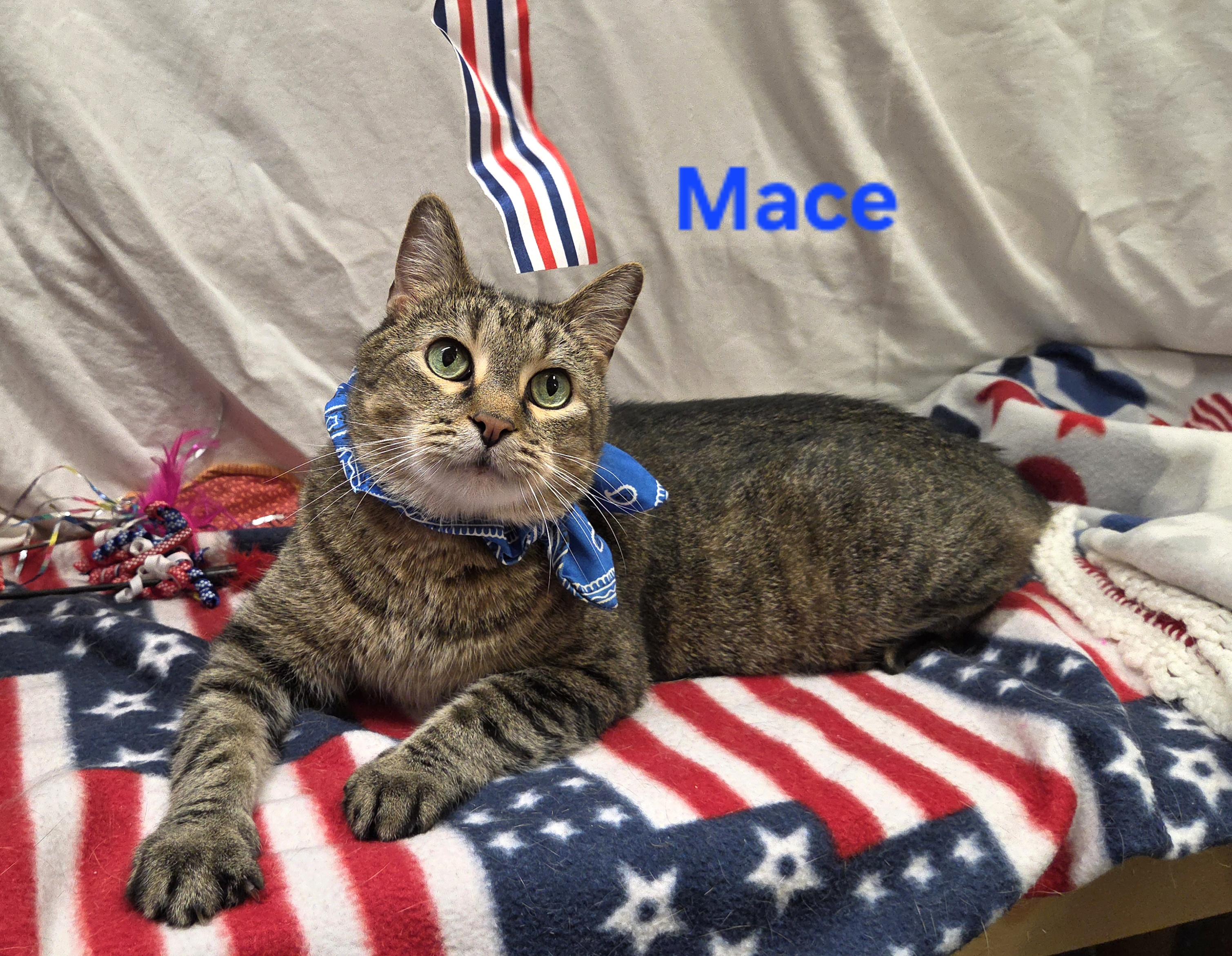 Enlarge Mace, a Adoptable Domestic Short Hair in Whitewater, WI image 1/6