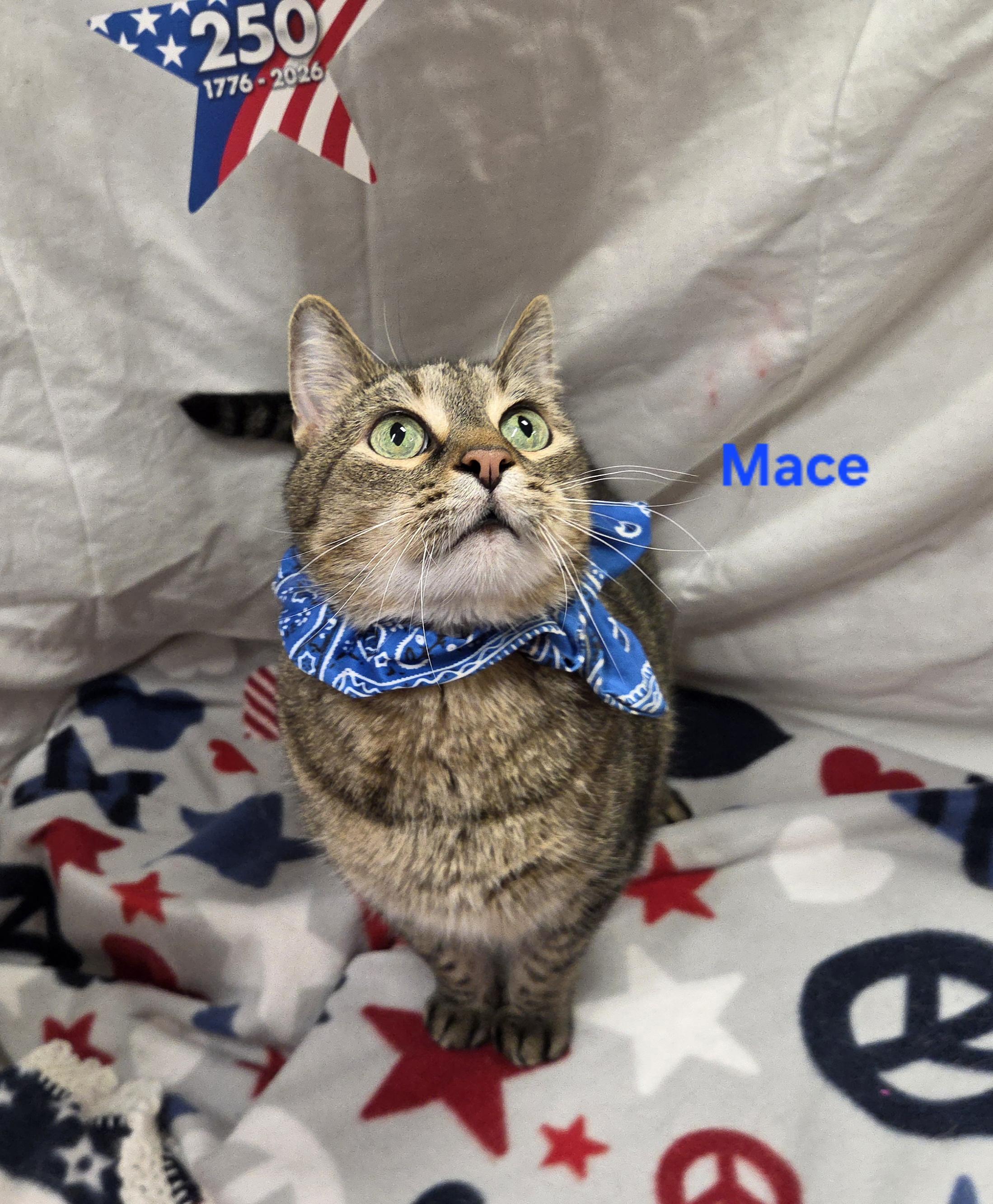 Enlarge Mace, a Adoptable Domestic Short Hair in Whitewater, WI image 6/6