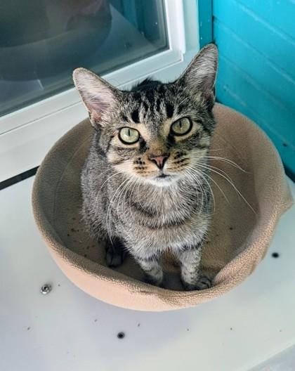 Enlarge Sharon , a ADOPTABLE Domestic Short Hair in Moundsville, WV image 1/1