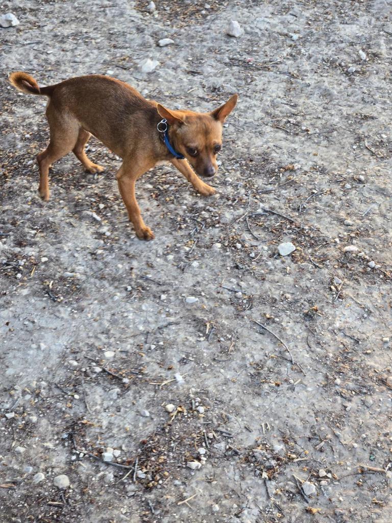 Peewee, Adoptable, Young Male Chihuahua.