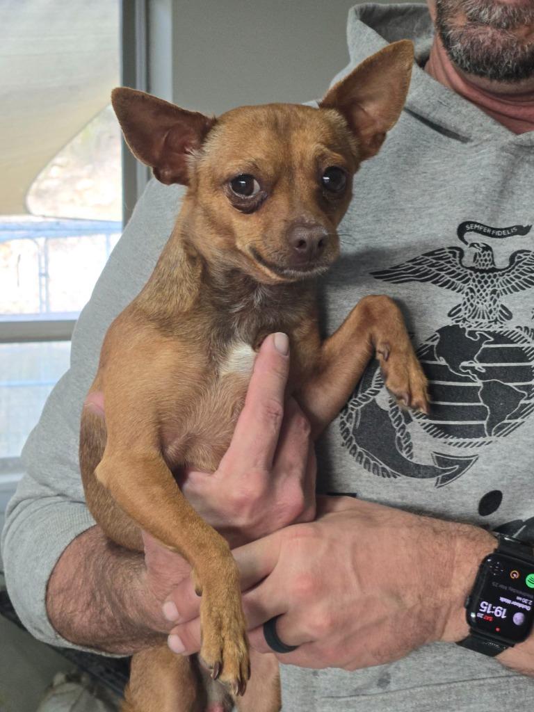 Enlarge Peewee, a Adoptable Chihuahua in Junction, TX image 2/4