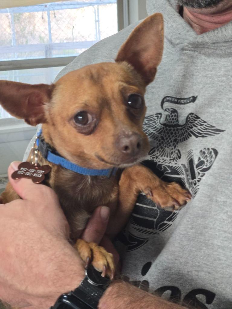 Enlarge Peewee, a Adoptable Chihuahua in Junction, TX image 3/4