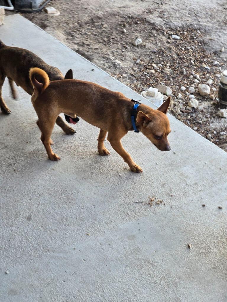 Enlarge Peewee, a Adoptable Chihuahua in Junction, TX image 4/4