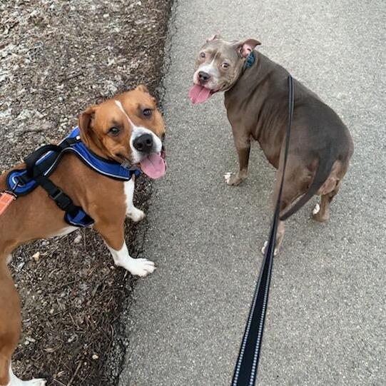 Leia, Adoptable, Adult Female Mixed Breed.