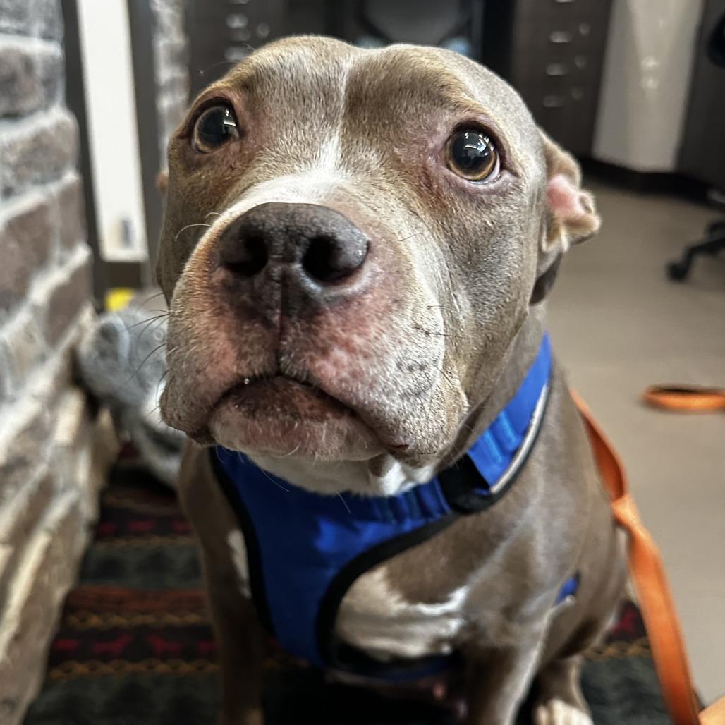 Enlarge Leia, a Adoptable Mixed Breed in Washington Township, OH image 3/6