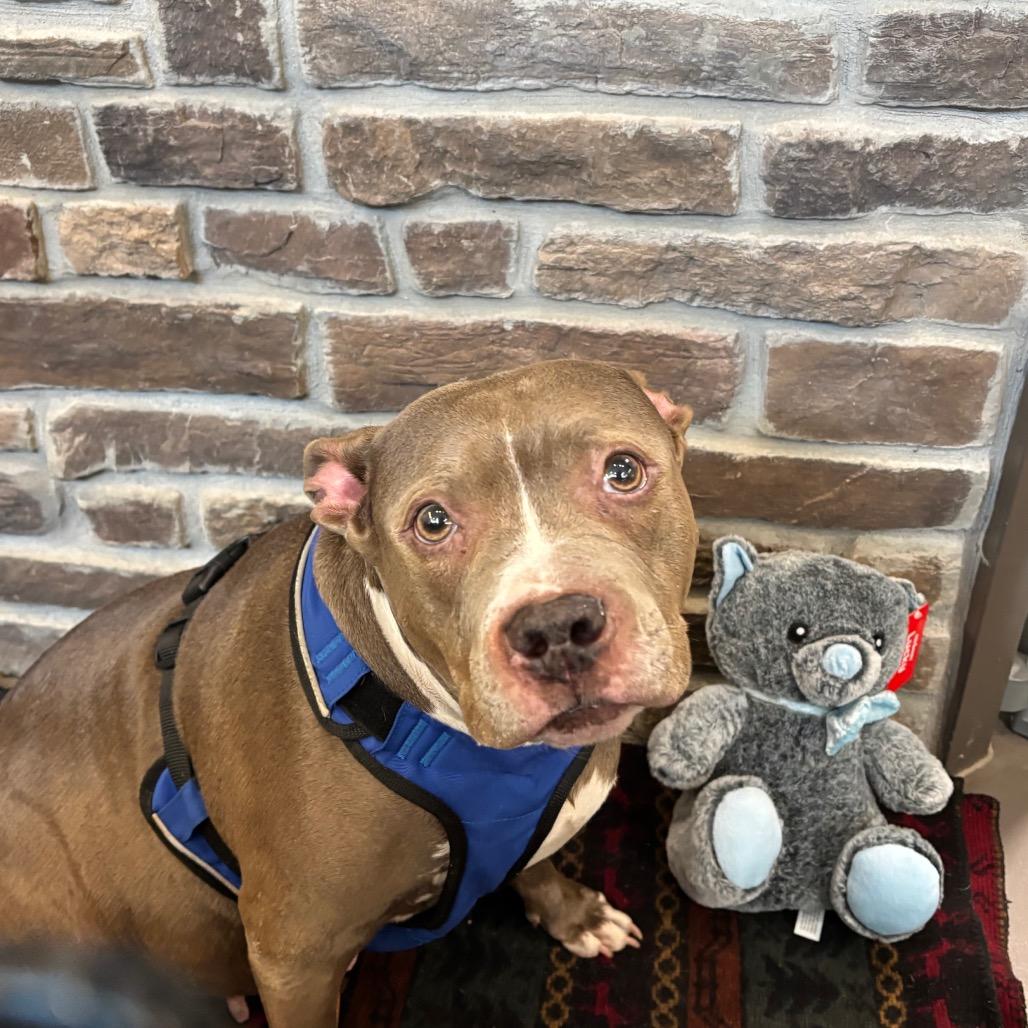 Enlarge Leia, a Adoptable Mixed Breed in Washington Township, OH image 4/6
