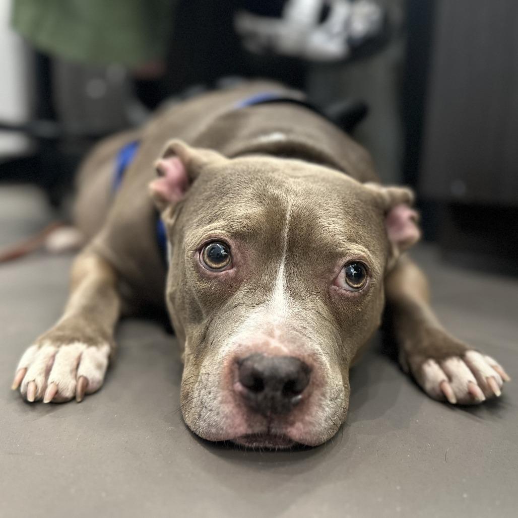 Enlarge Leia, a Adoptable Mixed Breed in Washington Township, OH image 5/6