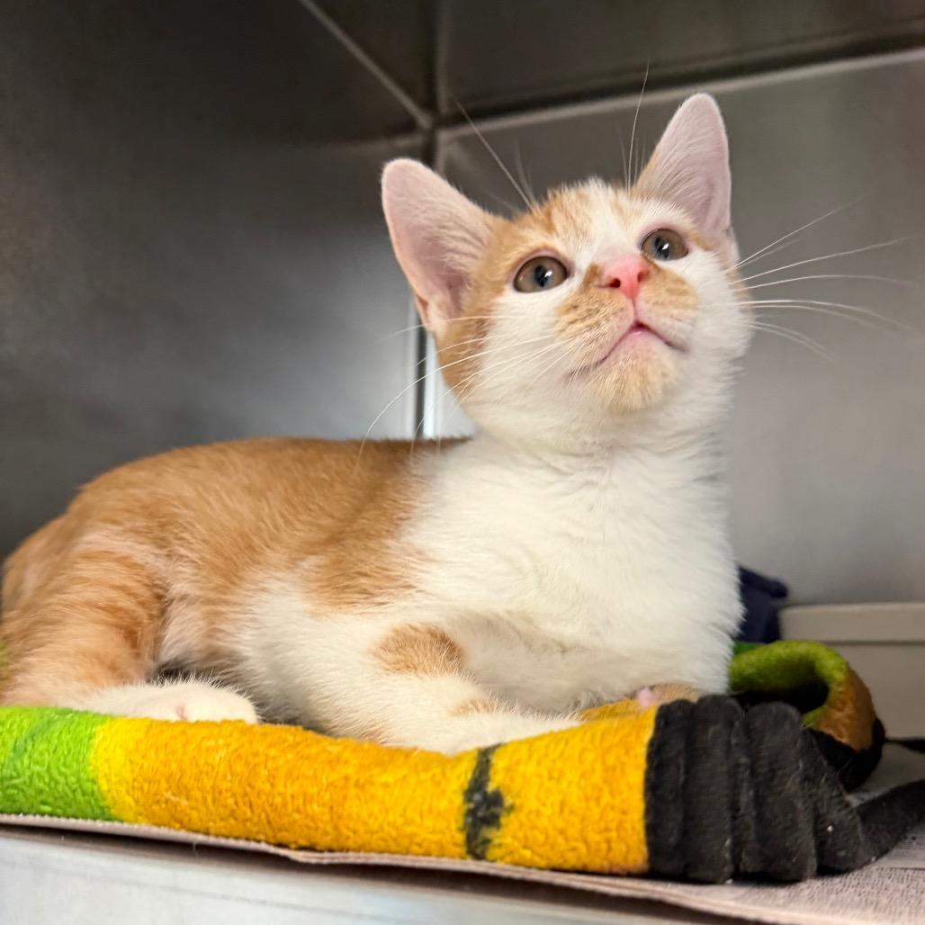 Levi, Adoptable, Kitten Male Domestic Short Hair.