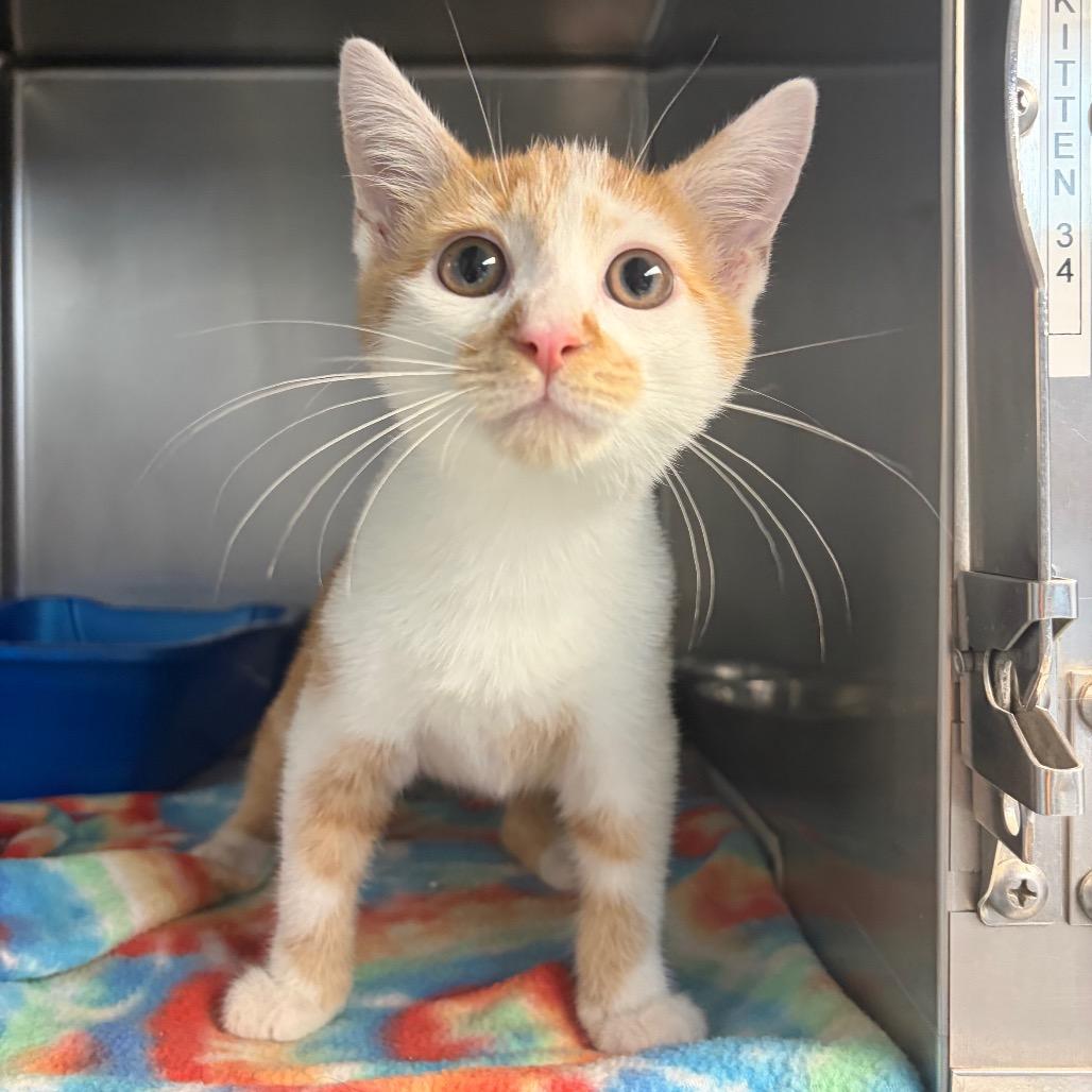 Enlarge Levi, a Adoptable Domestic Short Hair in Newport, NC image 2/5