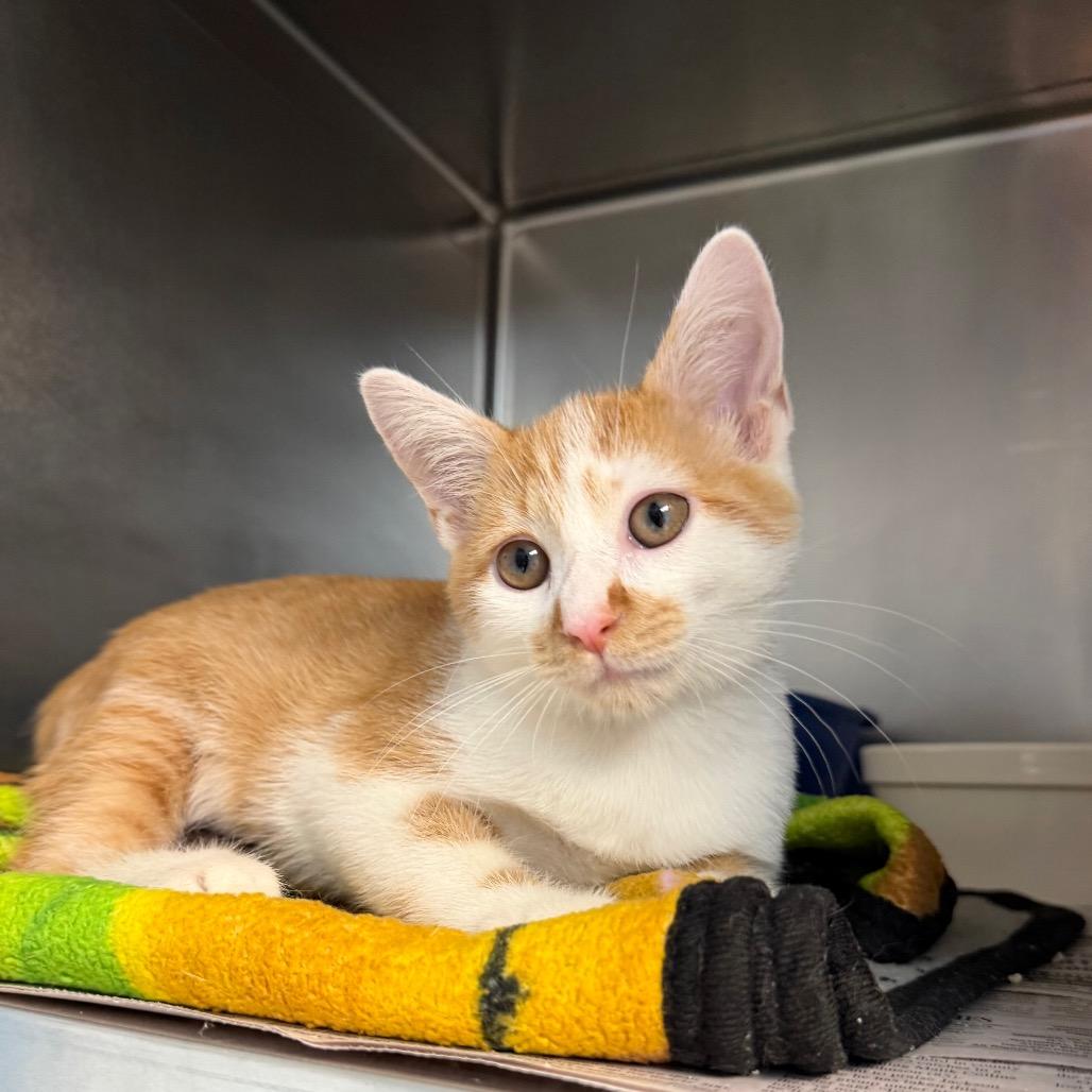 Enlarge Levi, a Adoptable Domestic Short Hair in Newport, NC image 3/5
